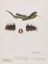 Chenille, Epicoma contristis, Teara tristis